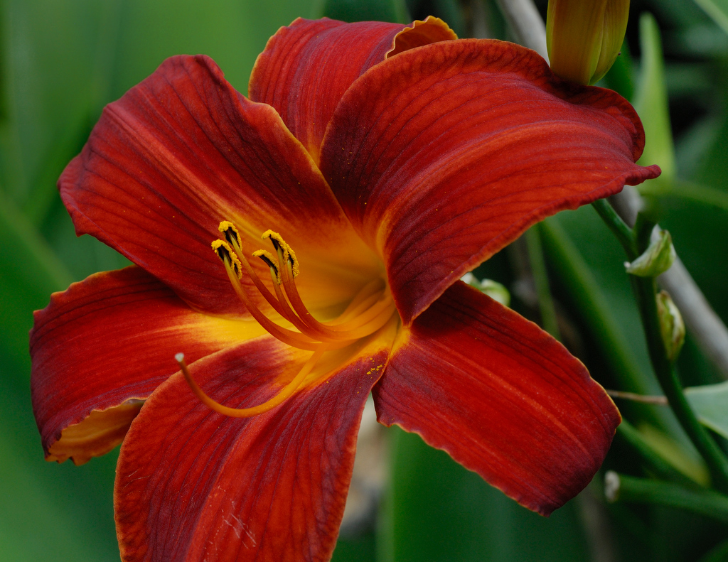 stargazer lilly