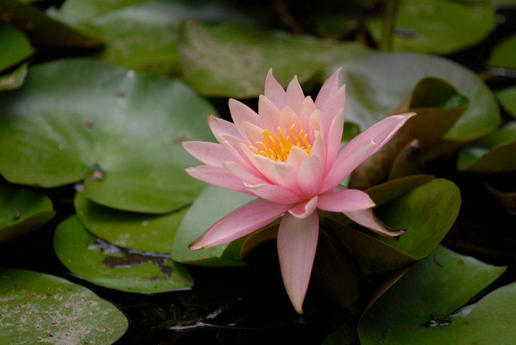 water lilly