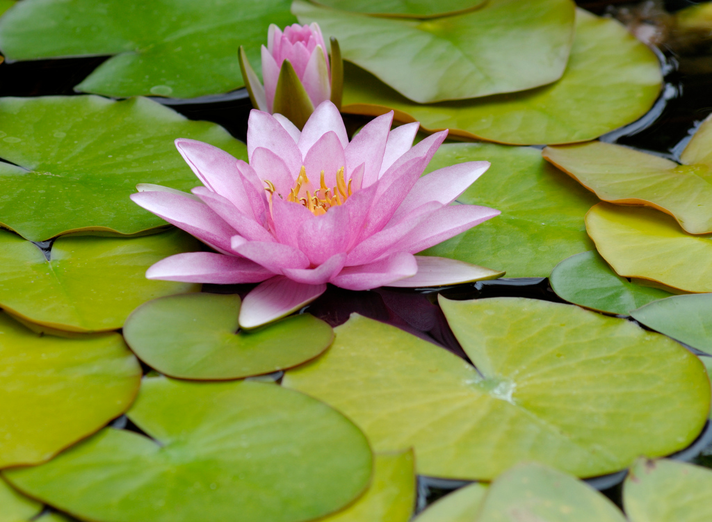 water lilly